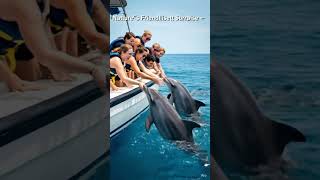 Unbelievable Dolphin Encounter