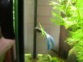 Betta vs miroir