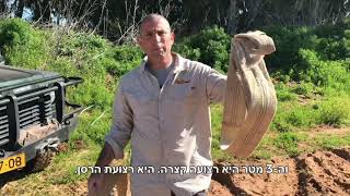 רצועות גרירה ושאקלים - עושים סדר