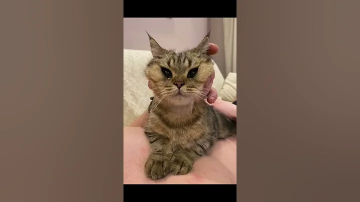 Video 5107611: cutecat catlover catplaying golden, cats catlover cutecat funny, cat playing cutecat, funny cats dogs, enjoy funny cats