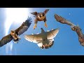 Хищные птицы атакуют голубей/Birds of prey attack pigeons