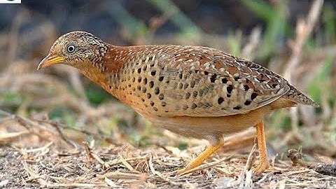 Tiếng Cút Hồi Công #bẫycút #tiếngcútđêm #cúthồicông