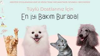 Pet Kuaförü - Kedi ve Köpek Tıraşı Beylikdüzü | Pet Koleji