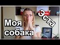 МОЯ ПЕРВАЯ СОБАКА//САМОЕ СЛЁЗНОЕ ВИДЕО//ХОЧУ ЛИ Я СОБАКУ?