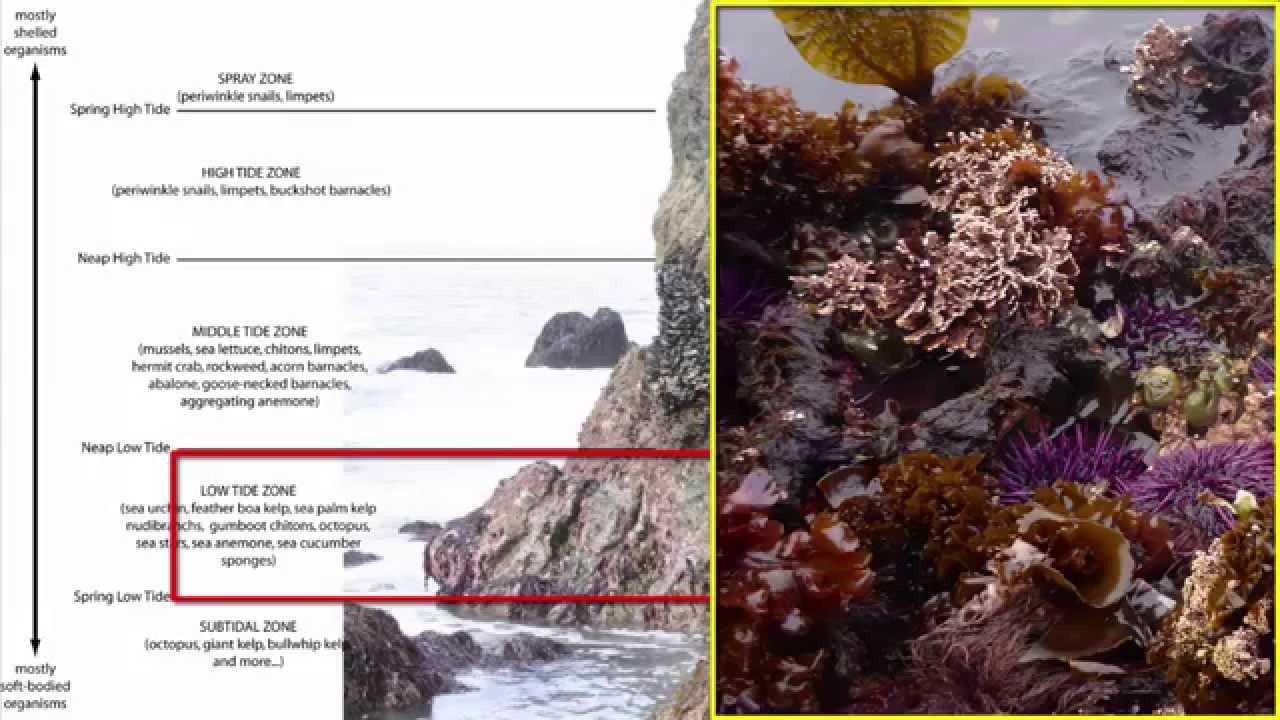 Benthos Intertidal Zone Youtube