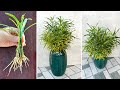Fresh landscaping ideas for your home and how to propagate Croton plants