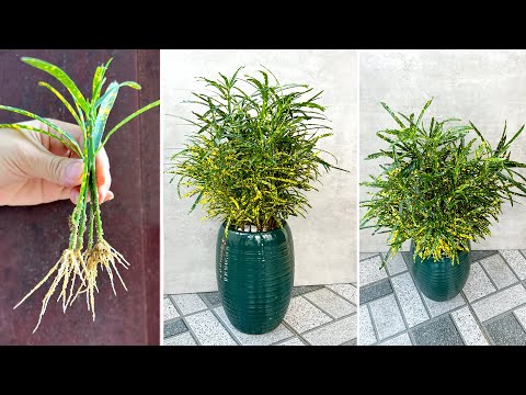 Video: Euphorbiaceae үй-бүлөсү: сүрөттөлүшү жана таралышы