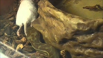 Stimson python feeding