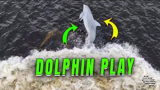 Dolphins Play with Ship's Bow During Departure from Port
