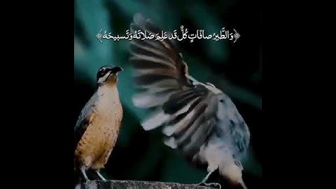 آيات من القرآن الكريم عن الطير ..