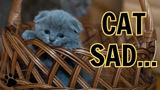 10 Real Signs Your Cat Is Depressed