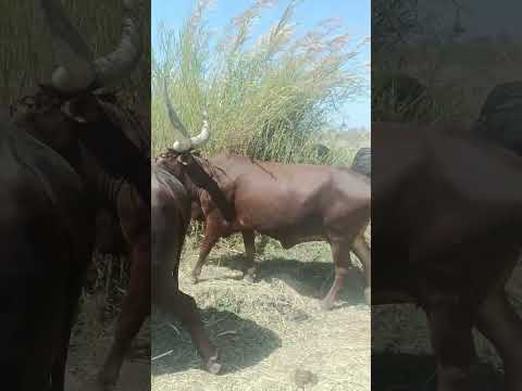 Ng Ombe Za Mwananega