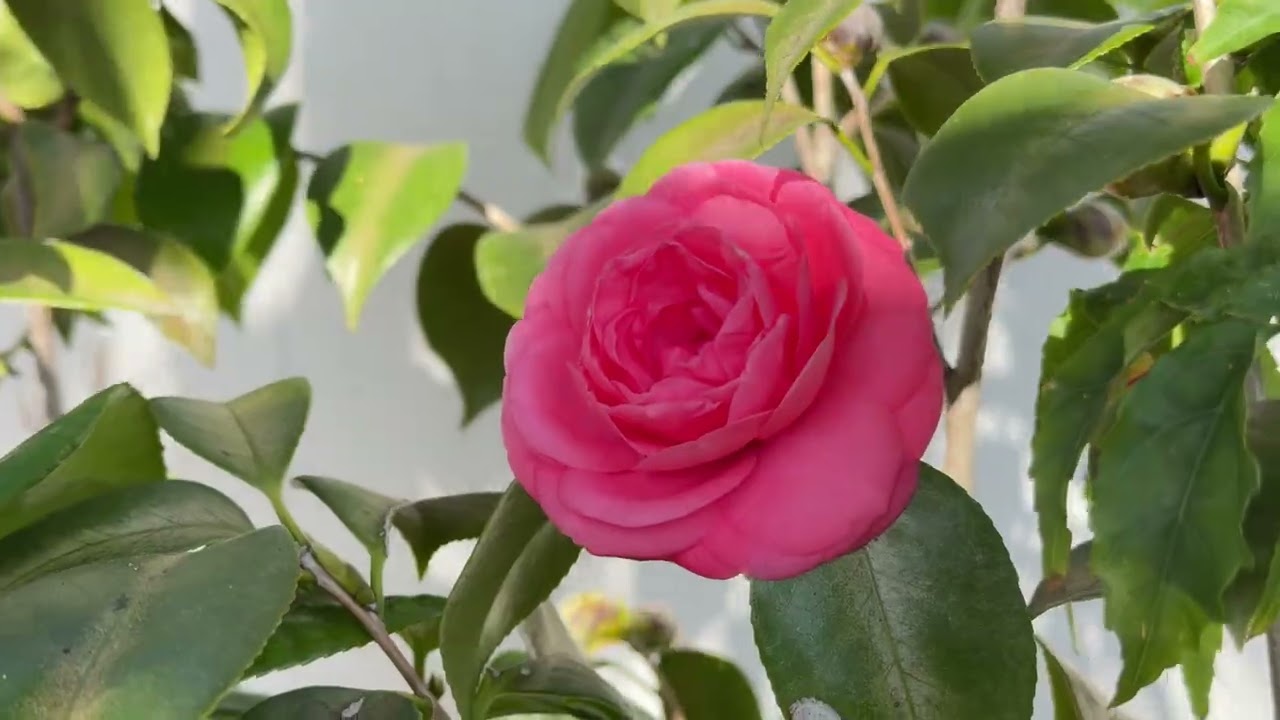 My front yard in 4k, cosmos, zinnias and camellias
