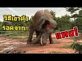 พรายหนุ่มสุรินทร์ แทง!ดิน วิธีเอาตัวรอดจากช้างตกมัน!! Elephant thailand