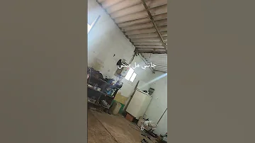 جاتني مل بيض 