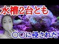 60cm90cm海水水槽両方厄介な苔に侵されました