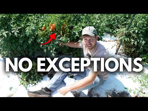 Do This To Your Tomatoes No Matter How You Grow Them