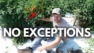 Do This To Your Tomatoes No Matter How You Grow Them