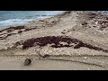 沖縄　勝連半島　沿岸から海中へ二本真っすぐ伸びる謎の埋設物