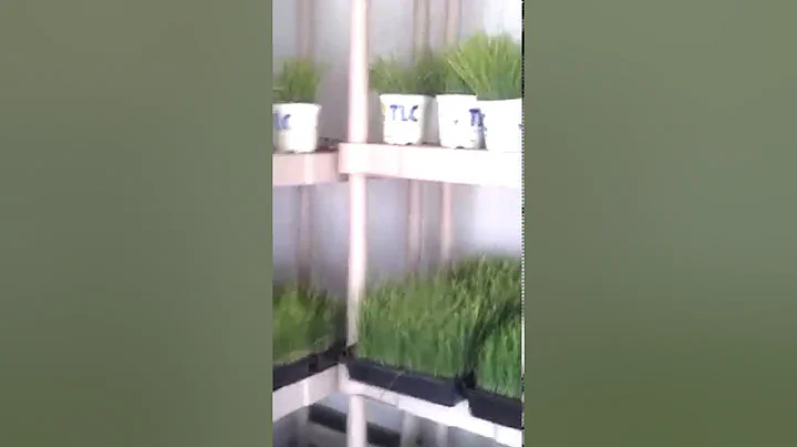 Jon Faulconer - My Organic Wheat Grass co. Product