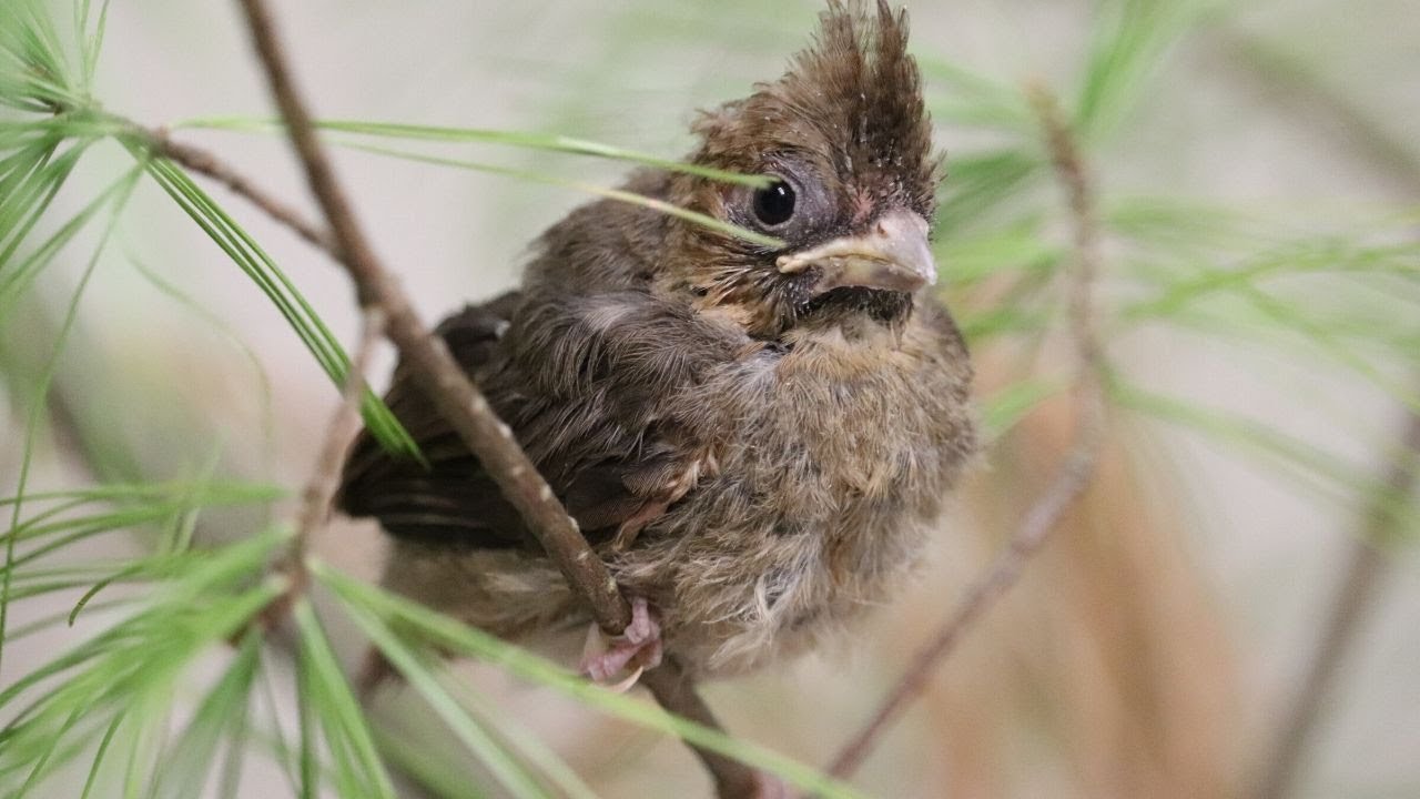 How to help baby birds this spring YouTube