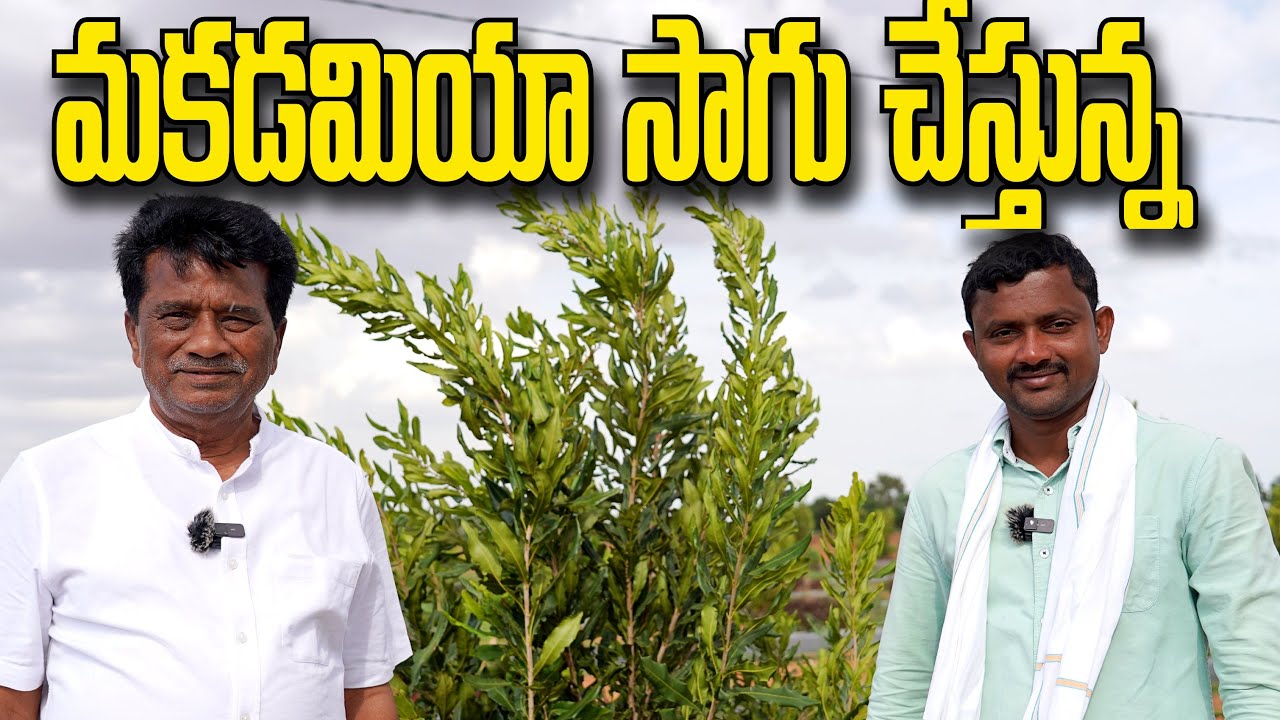 Macadamia Nuts Cultivation | మకడమియా సాగు | రైతు బడి