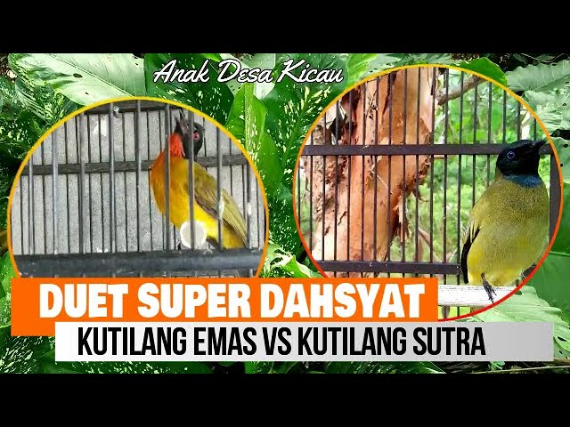 SERU..!!! Duet Fighter 2 raja kicau kutilang emas VS kutilang sutra @AnakDesaKicau class=