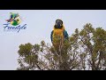 PARROTS MAGIC AND TRAVEL | Behind The Scenes of My Life