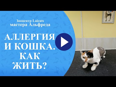 Аллергия на кошек что делать? Аллергия на кошек у детей и лечение. Поможет стрижка кошки.