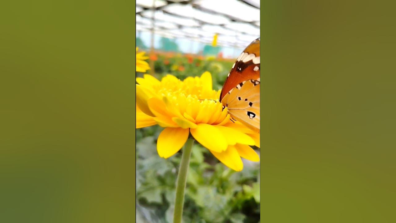 flower status!! whatapp status!!shorttrendinglove status.short