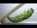カラスアゲハの蛹化（Papilio bianor pupating）