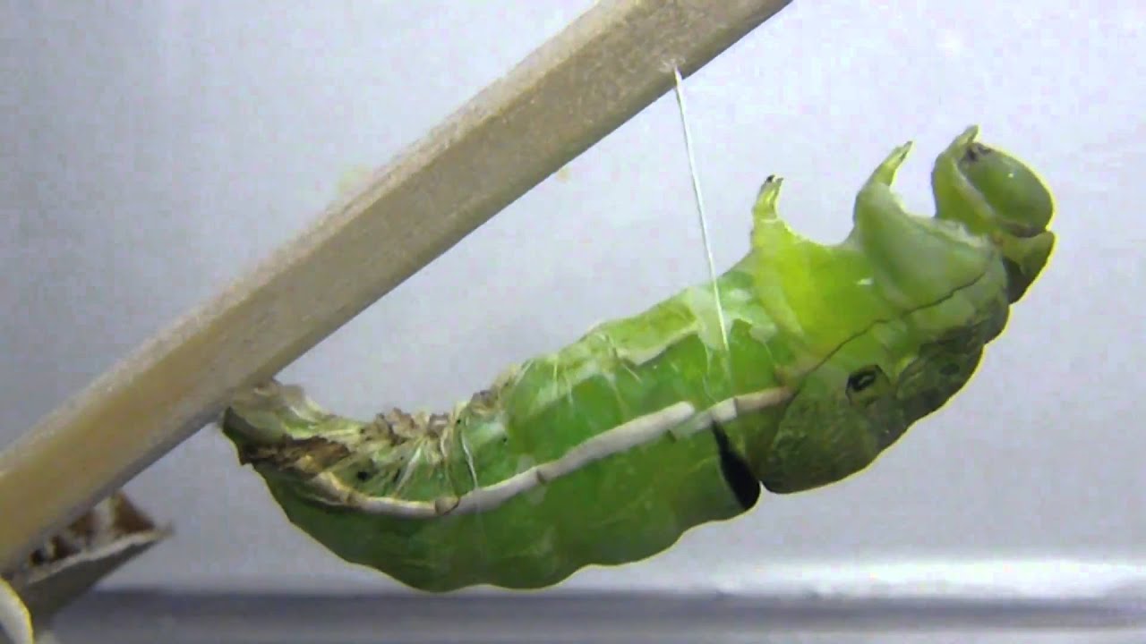 カラスアゲハの蛹化 Papilio Bianor Pupating Youtube