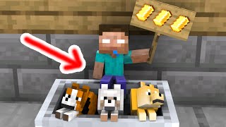 Monster School : Baby Herobrine and Dog - Sad Story - Minecraft Animation