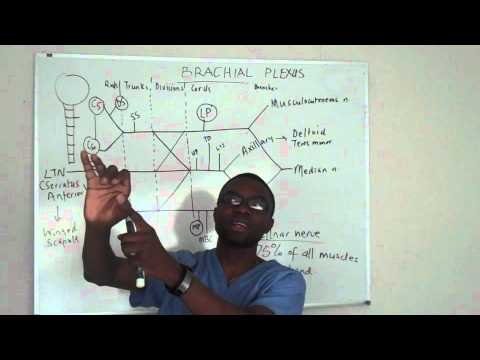 Brachial plexus made ridiculosuly simple lecture part 5