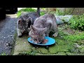 Gray stray cats found food