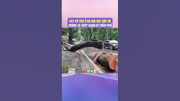 CÂY CỔ THỤ Ở HÀ NỘI BẬT GỐC ĐÈ TRÚNG XE BUÝT ĐANG ĐI TRÊN PHỐ