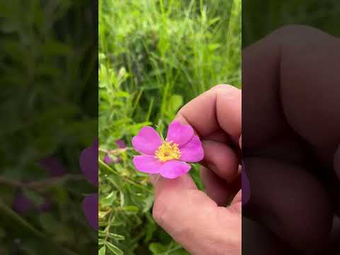 Video: Nootka Wild Roses – informacija apie Nootka rožių augalus