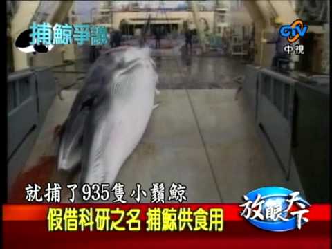 970216 捕鯨爭議