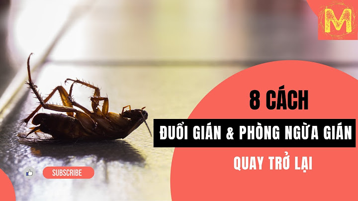 Tại sao lại có gián trong nhà