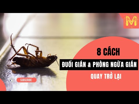 Video: Biện pháp khắc phục gián hiệu quả nhất, hay Cuộc chiến chống côn trùng