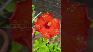 Beautiful Australian Hibiscus flower #samrutigarden #gardening #garden #flowerplant #flowers #care