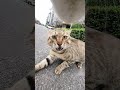 猫同士の喧嘩が怖すぎたwww #shorts #猫 #喧嘩