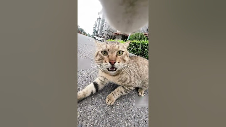 猫同士の喧嘩が怖すぎたwww #shorts #猫 #喧嘩