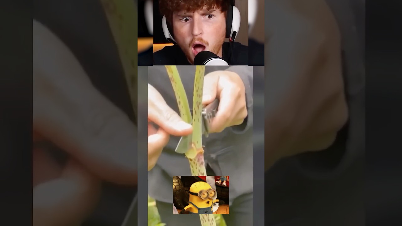 Bamboo Cutting