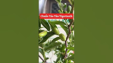 Chuẩn Táo Tàu Tigertooth luôn các bác ạ🥰☎️092.391.6866 #nhavuonngoclam #cayanqua #taotau