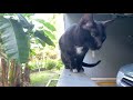 Gato Negro (Pantera)