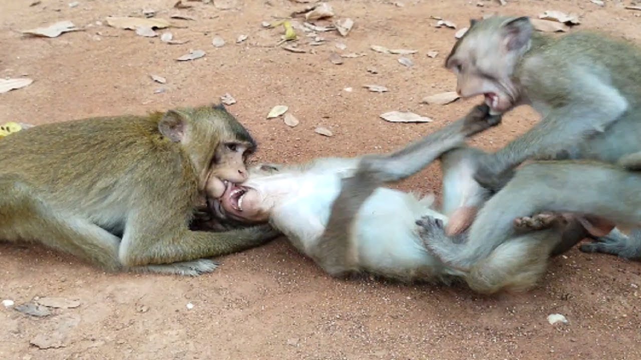  Strong  Fighting Adult Monkeys  Playing Together Looking 