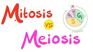 Mitosis vs Meiosis | Biology screenshot 3