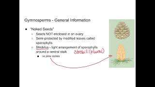 Seed Plants - Intro to Gymnosperms - Updated Audio