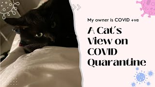 A Cat’s View On COVID Quarantine (Black cat misses owner who was on COVID Quarantine)